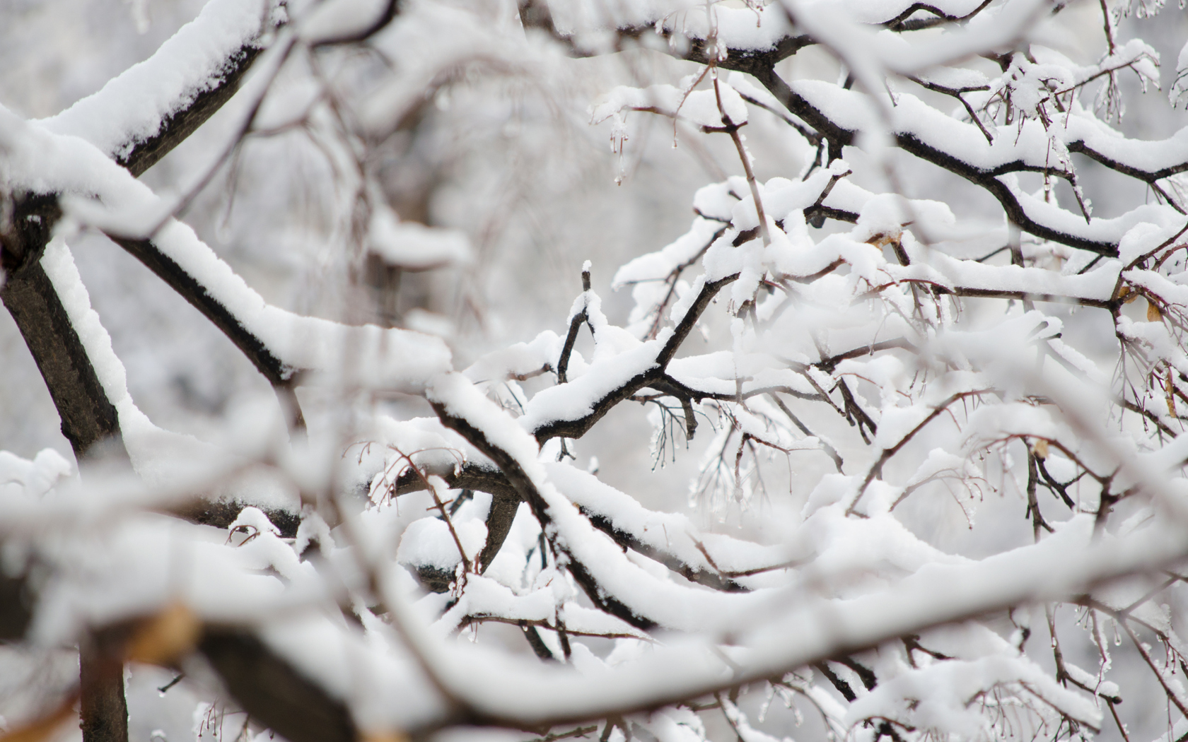 Fondo de pantalla Snowy Branches 1680x1050