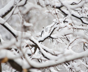 Snowy Branches wallpaper 176x144