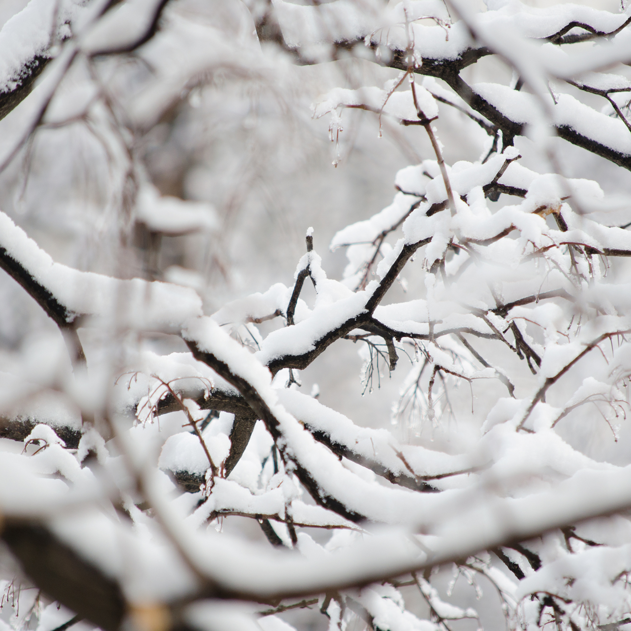 Обои Snowy Branches 2048x2048