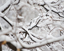 Snowy Branches wallpaper 220x176