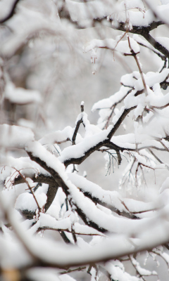 Обои Snowy Branches 240x400