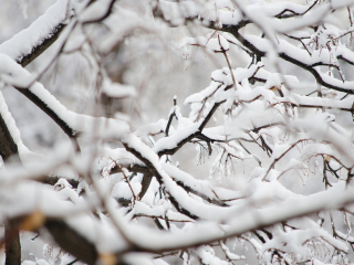 Screenshot №1 pro téma Snowy Branches 320x240