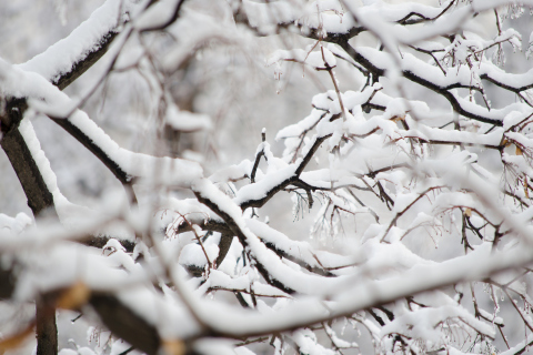 Обои Snowy Branches 480x320