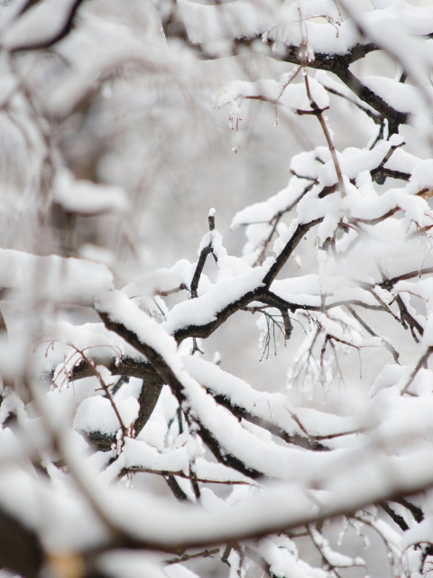 Snowy Branches screenshot #1 480x640