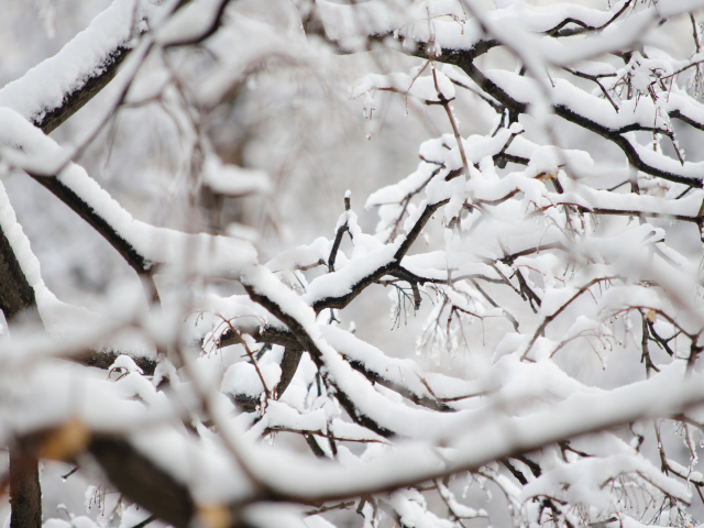 Sfondi Snowy Branches 640x480