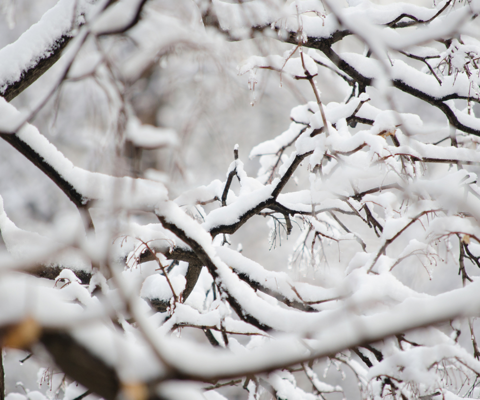 Das Snowy Branches Wallpaper 960x800
