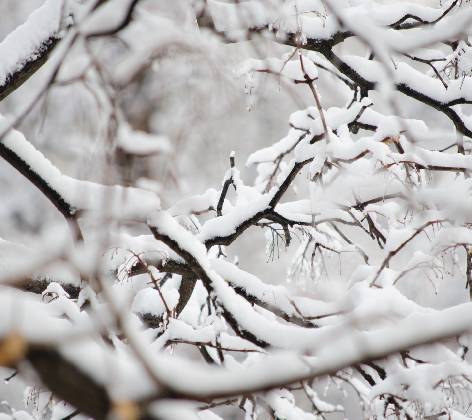 Fondo de pantalla Snowy Branches 960x854