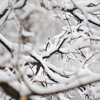 Kostenloses Snowy Branches Wallpaper für 1024x1024