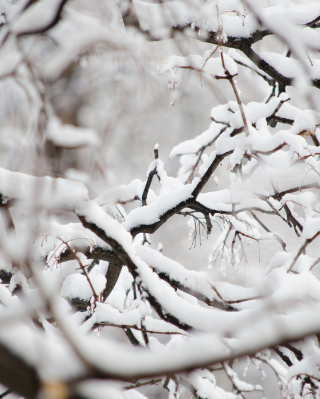 Snowy Branches - Obrázkek zdarma pro 320x480