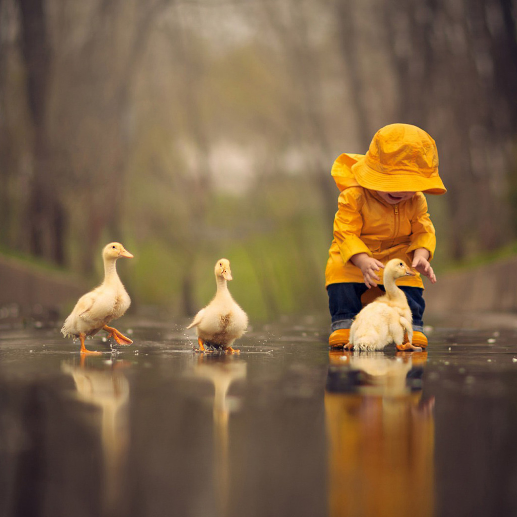 Goslings in Puddle wallpaper 1024x1024