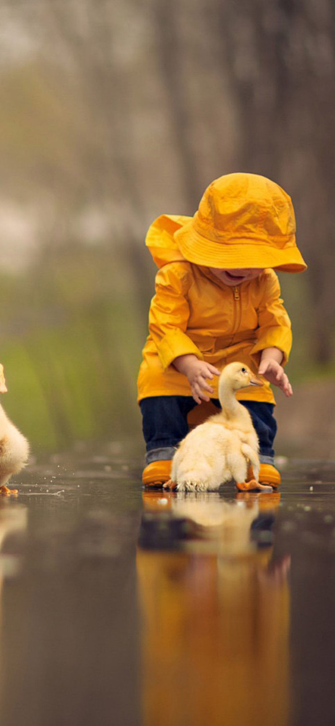 Goslings in Puddle wallpaper 1170x2532
