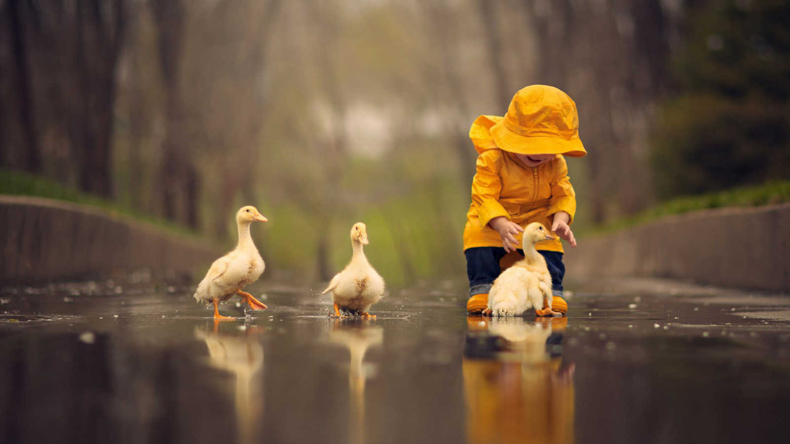 Sfondi Goslings in Puddle 1600x900