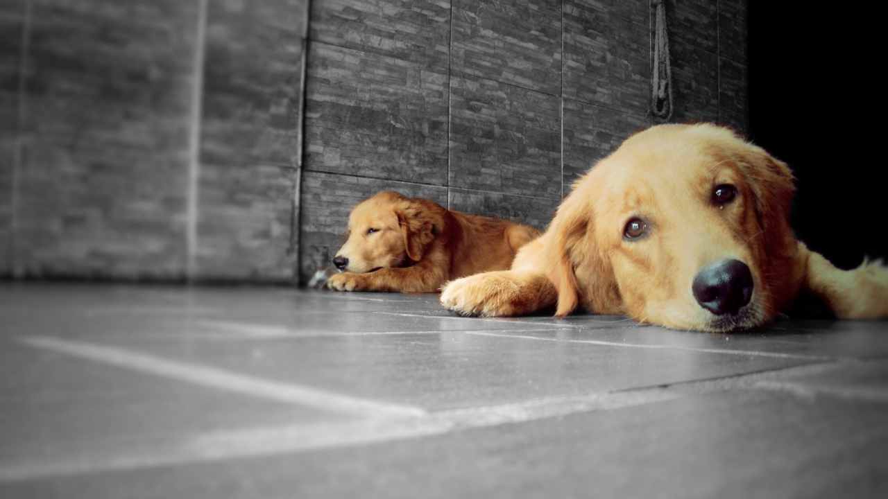 Golden Retriever wallpaper 1280x720