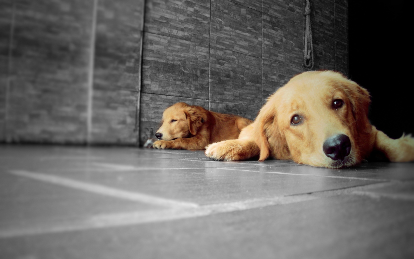 Sfondi Golden Retriever 1680x1050