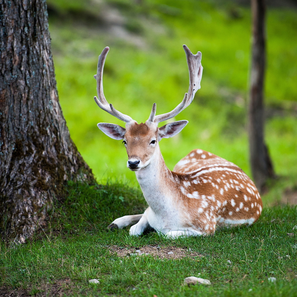 Обои Deer In Forest 1024x1024