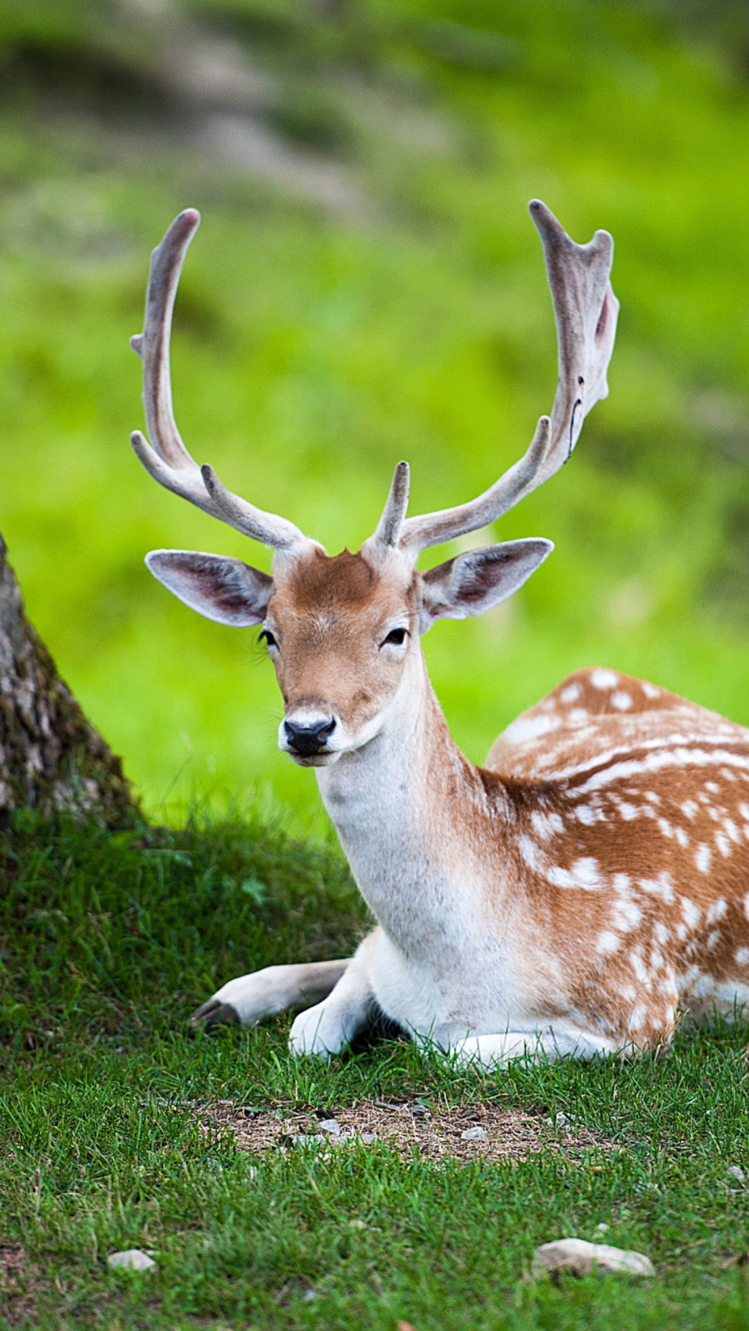 Das Deer In Forest Wallpaper 1080x1920
