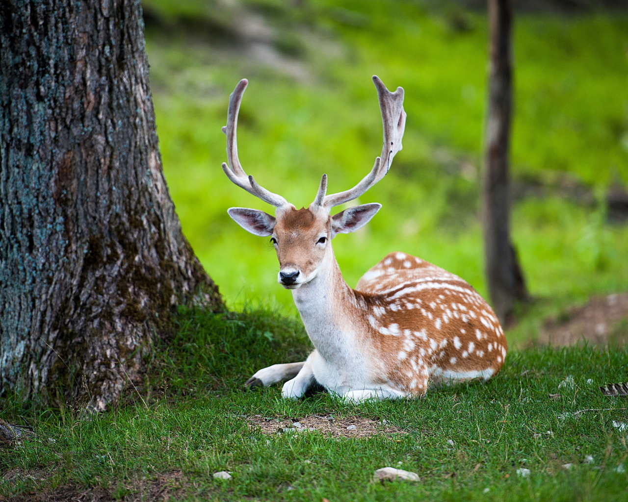Das Deer In Forest Wallpaper 1280x1024