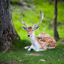 Sfondi Deer In Forest 128x128