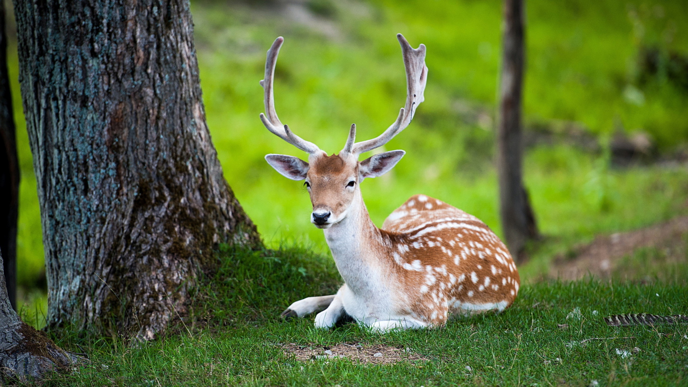 Deer In Forest wallpaper 1366x768