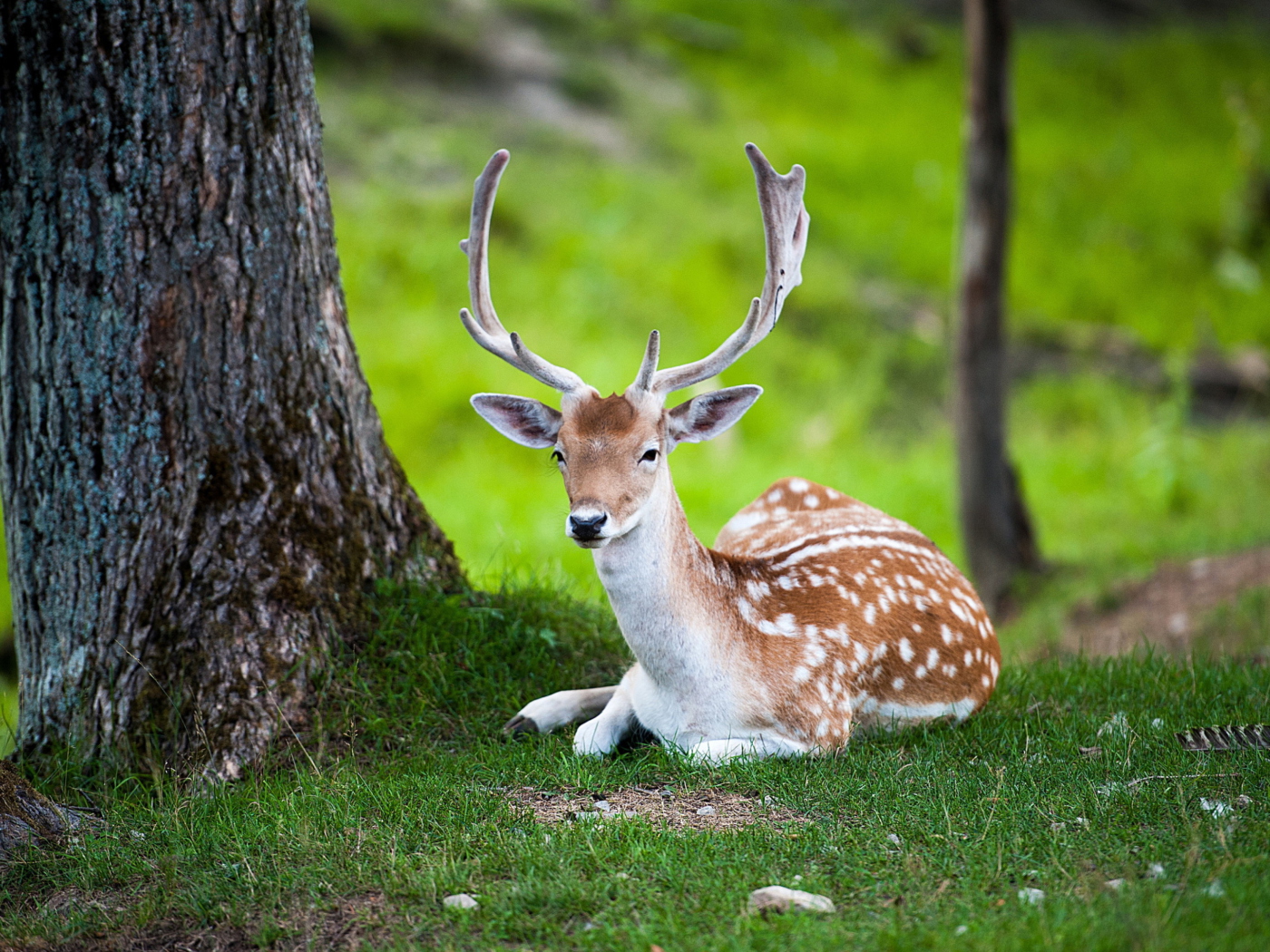 Fondo de pantalla Deer In Forest 1400x1050