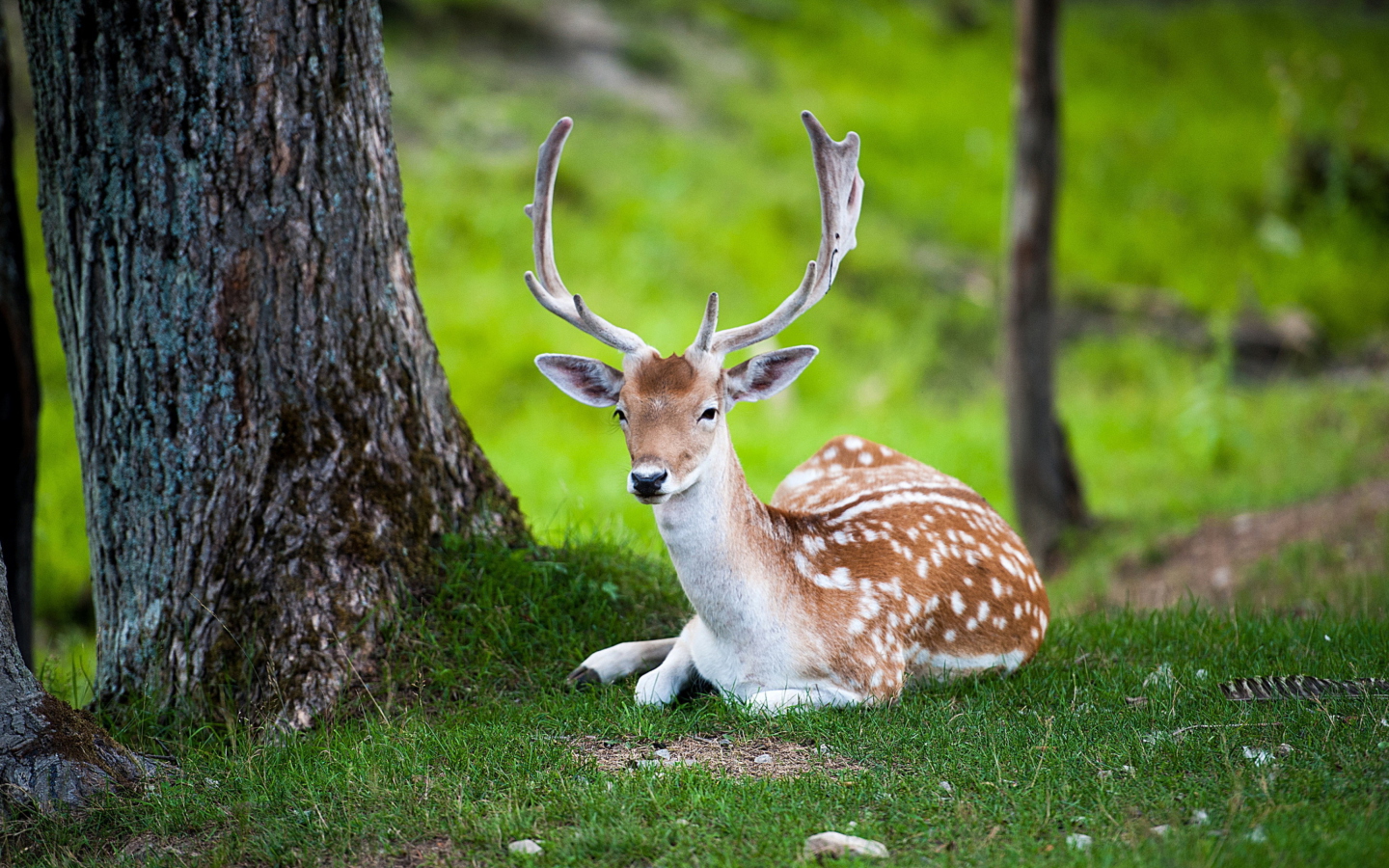 Обои Deer In Forest 1440x900