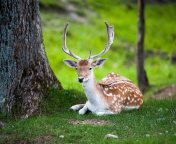 Fondo de pantalla Deer In Forest 176x144