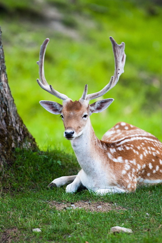 Обои Deer In Forest 320x480