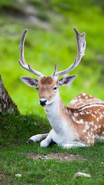 Sfondi Deer In Forest 360x640