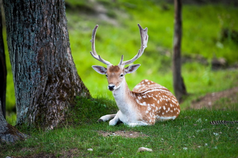 Fondo de pantalla Deer In Forest 480x320