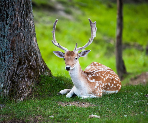 Das Deer In Forest Wallpaper 480x400