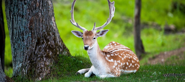 Deer In Forest wallpaper 720x320