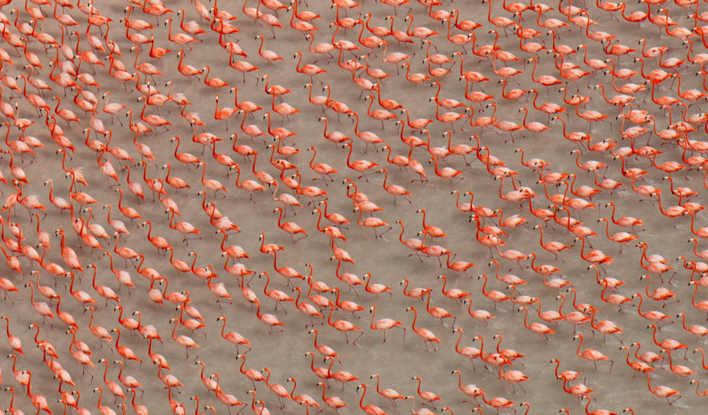 Pink Flamingos wallpaper 1024x600