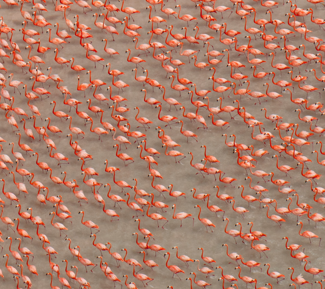 Sfondi Pink Flamingos 1080x960