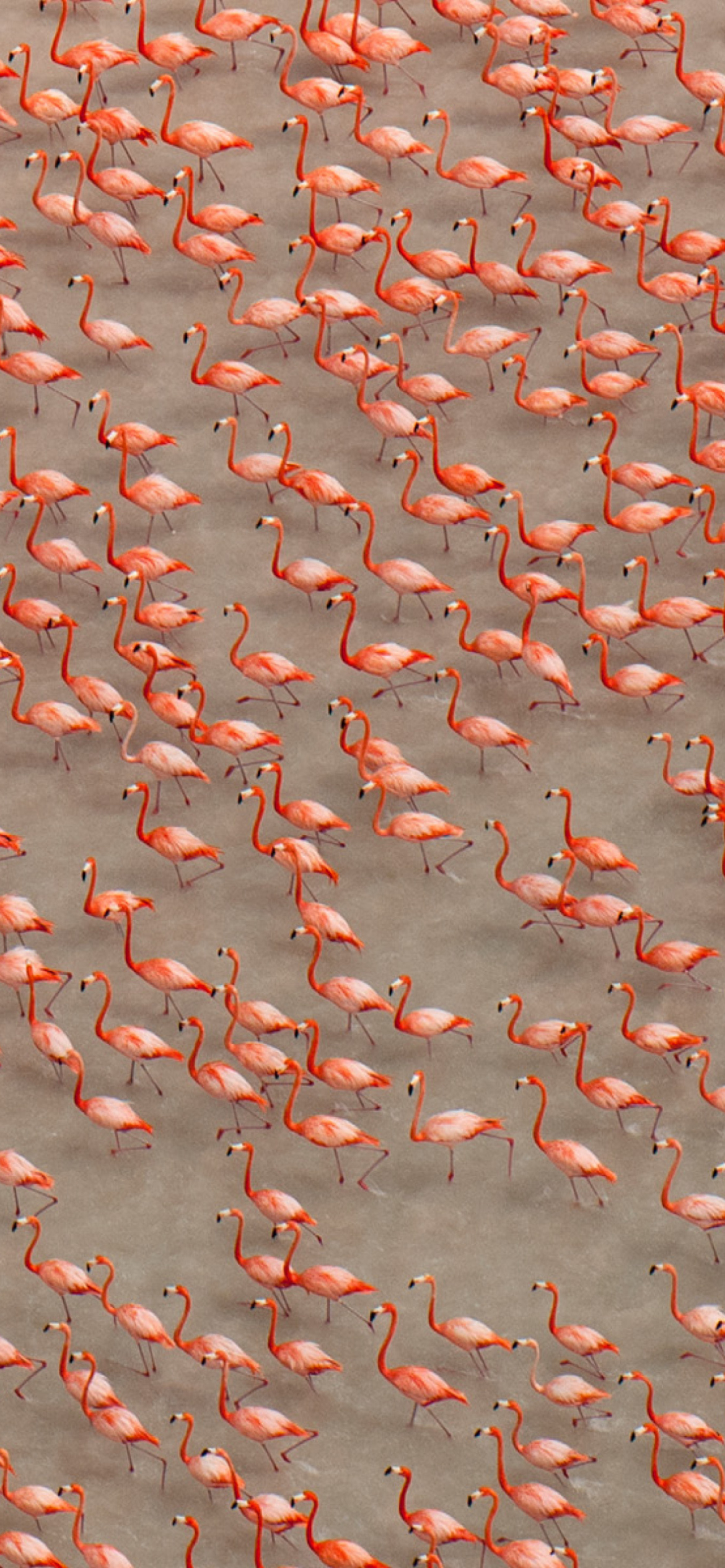 Screenshot №1 pro téma Pink Flamingos 1170x2532