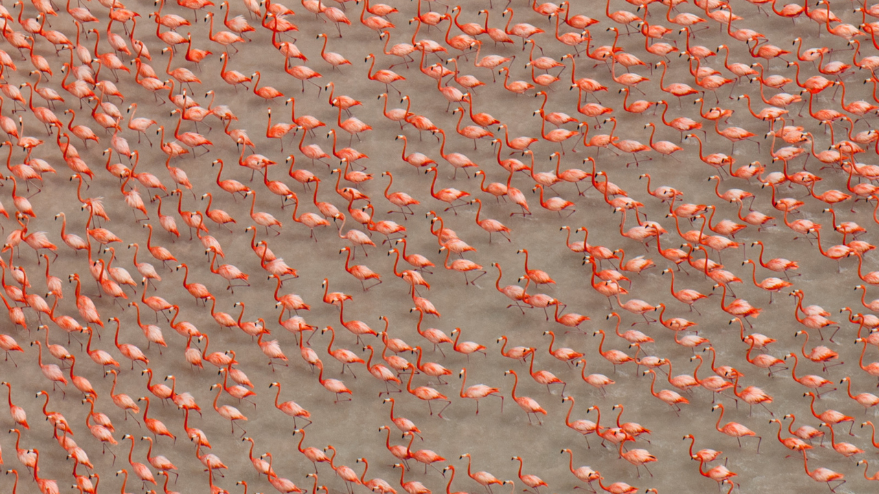 Fondo de pantalla Pink Flamingos 1280x720