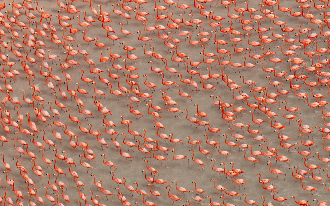 Pink Flamingos wallpaper 1280x800