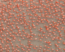 Pink Flamingos screenshot #1 220x176