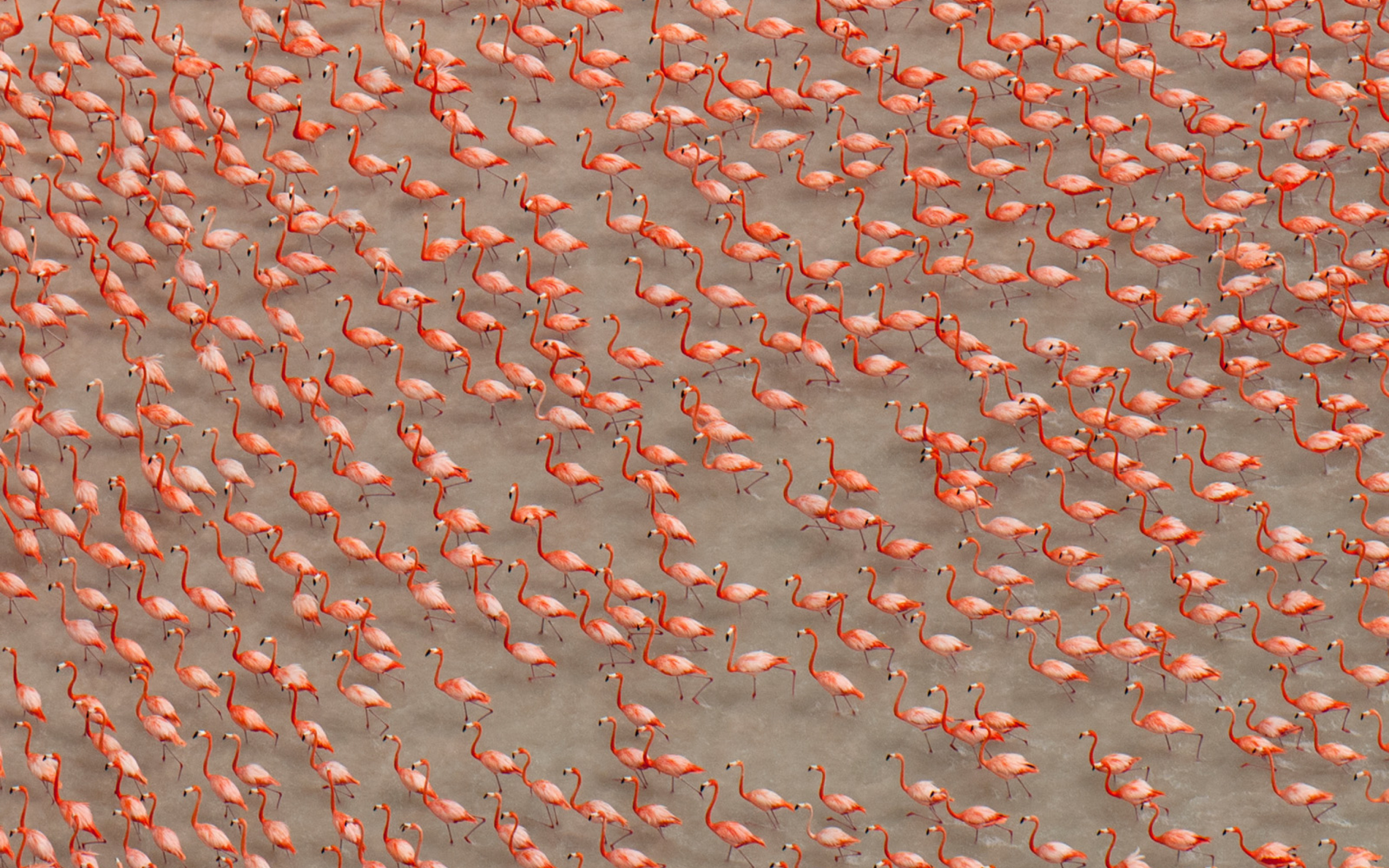 Fondo de pantalla Pink Flamingos 2560x1600