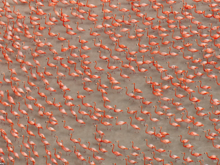 Sfondi Pink Flamingos 320x240