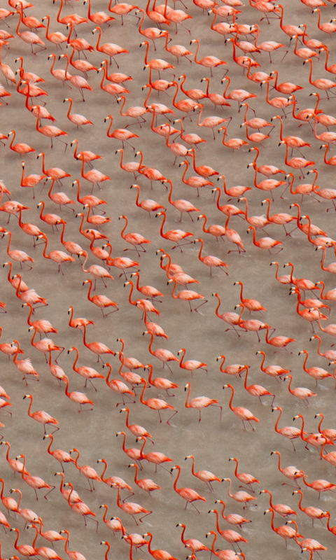 Pink Flamingos wallpaper 480x800