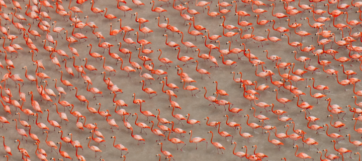 Das Pink Flamingos Wallpaper 720x320
