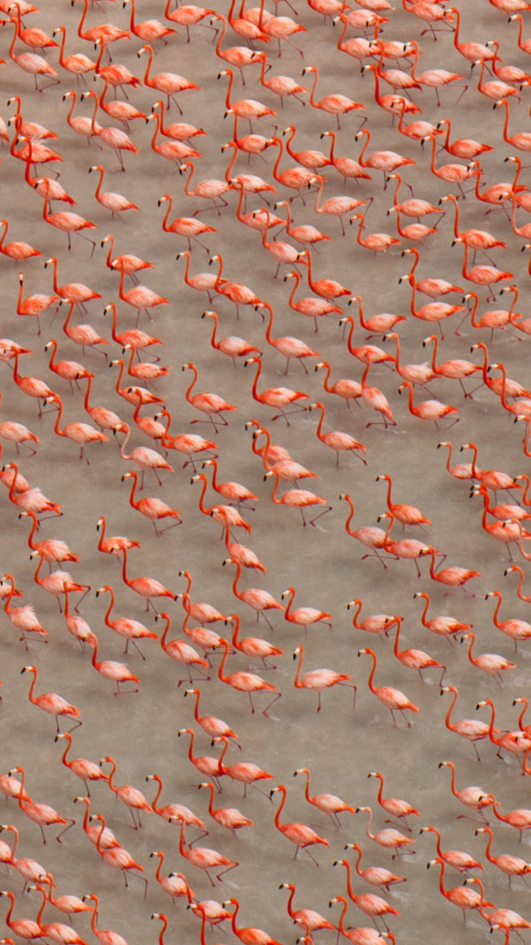 Fondo de pantalla Pink Flamingos 750x1334