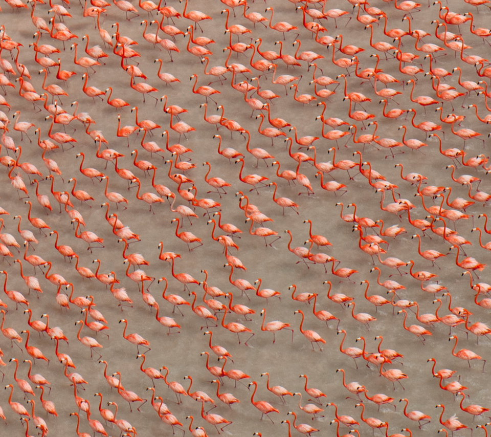 Sfondi Pink Flamingos 960x854