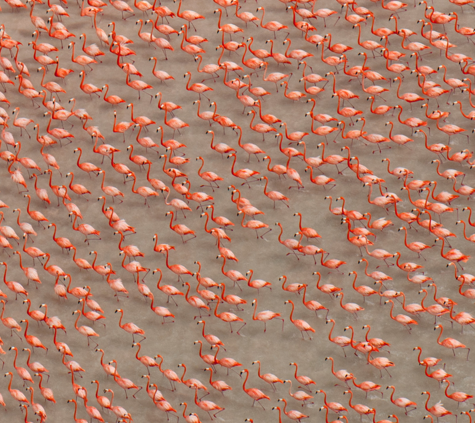 Pink Flamingos wallpaper 960x854