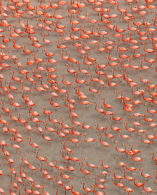 Pink Flamingos Background for Nokia Asha 310