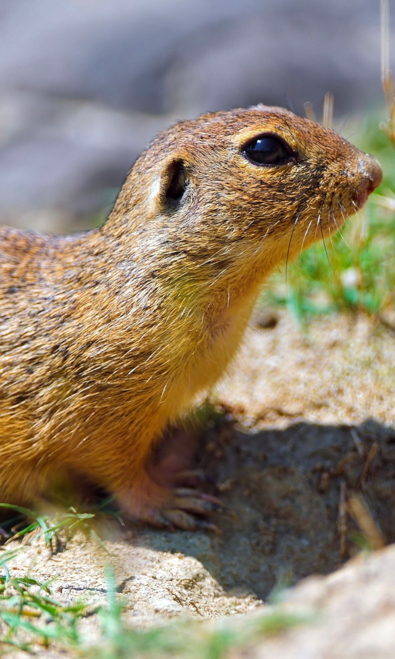 Gopher wallpaper 768x1280