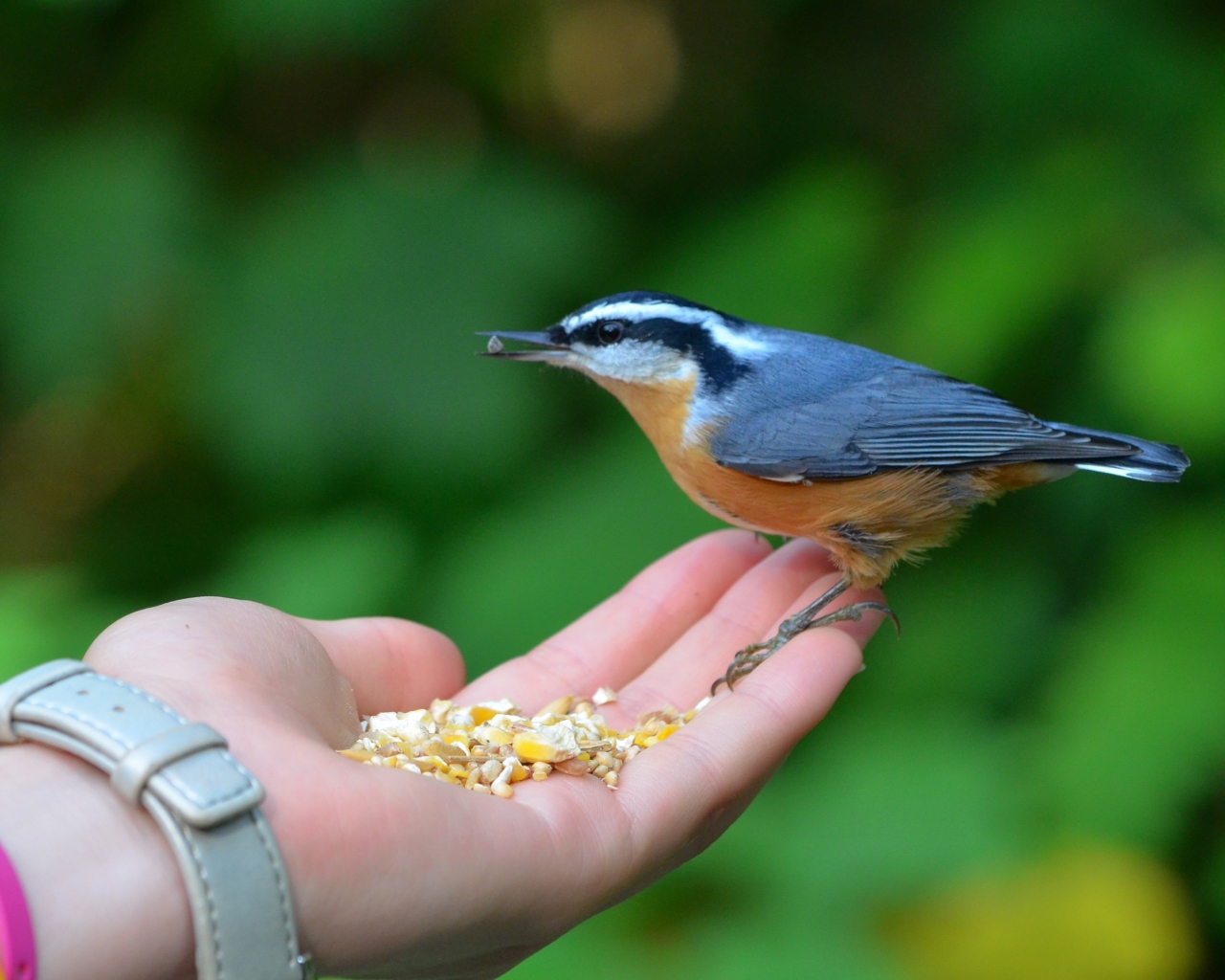 Das Feeding Bird Wallpaper 1280x1024