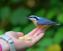 Feeding Bird wallpaper 220x176