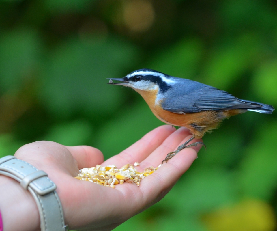 Das Feeding Bird Wallpaper 960x800