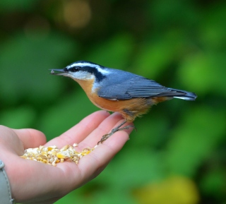 Feeding Bird sfondi gratuiti per iPad